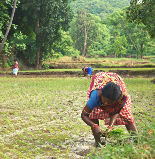 Lady with cookstove | The Core Carbon Project will distribute improved energy efficiency cookstoves to families in rural villages in India. Read more about this innovative project.